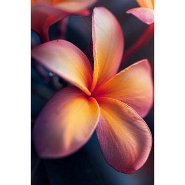 Frangipani Flower Canvas
